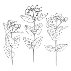 Flowers vector line drawing. Hypericum drawn by a black line on a white background. 
