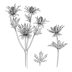 Flowers vector line drawing. Eryngium flower drawn by a black line on a white background. 