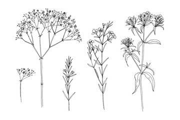 Flowers vector line drawing. Gypsophila flower drawn by a black line on a white background. 