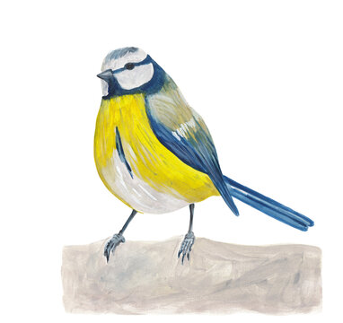 Blue tit bird Colorful yellow and blue small bird Winter gouache illustration Hand painted and hand drawn clipart Original painting