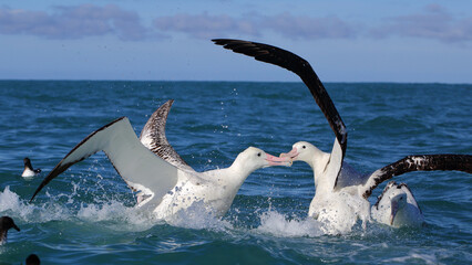 Fighting Wandering albatross (Diomedea exulans) in Kaikōura, New Zealand
