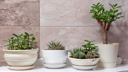 Succulent mix with cactus, crassula and haworthia.