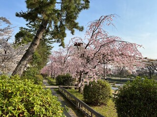 桜　京都鴨川