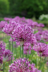 Bed of Giant Onion Blooms, Derbyshire England
