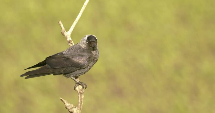 Western Jackdaws Sitting On Branch Close-Up Image