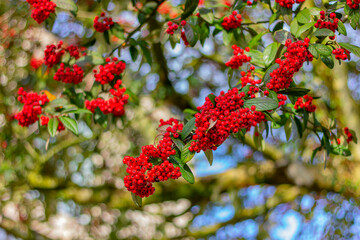 bunches of red rowan berries on tree branches, close-up