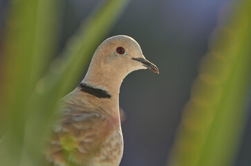 pigeon on a tree