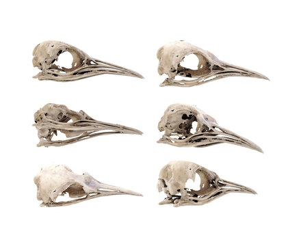 3d rendering of fossil penguin skull bones from various perspective view angles