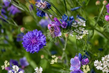 western honey bee collecting pollen from viper's bugloss with colourful wildflowers in the background