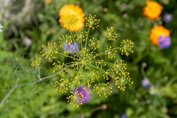 pretty yellow flowers of fennel with blurred colourful wildflowers in the background