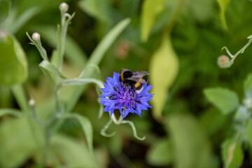 bumblebee collecting pollen from bright blue flower of the cornflower also known as bachelor's...