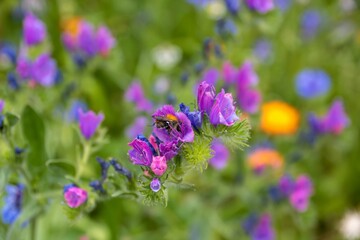 Fototapeta premium bumble bee collecting nectar from pink flowers of viper's bugloss with colourful wildflowers blurred in the background