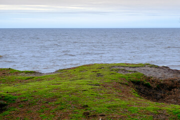 Fototapeta na wymiar The dune coast of the Baltic Sea. the edge of the dunes with beautiful bright moss.