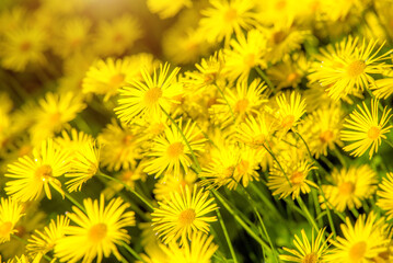 Yellow daisies grow in the meadow in summer
