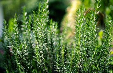 rosemary herb bunches in morning light