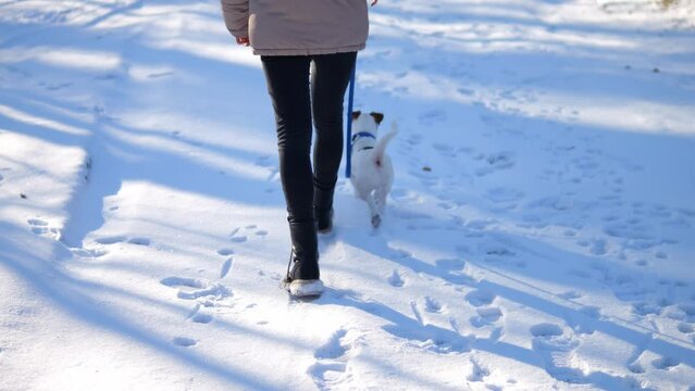 A walk with a dog in the forest. Resting with a pet in the fresh air. To be healthy and happy. In sunny winter weather, run in nature with a Jack Russell dog in nature.