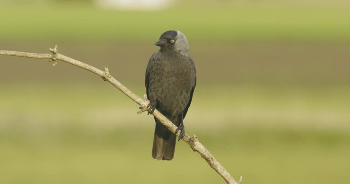 Black Jackdaw Bird Sits On A Branch. Slow Motion Image