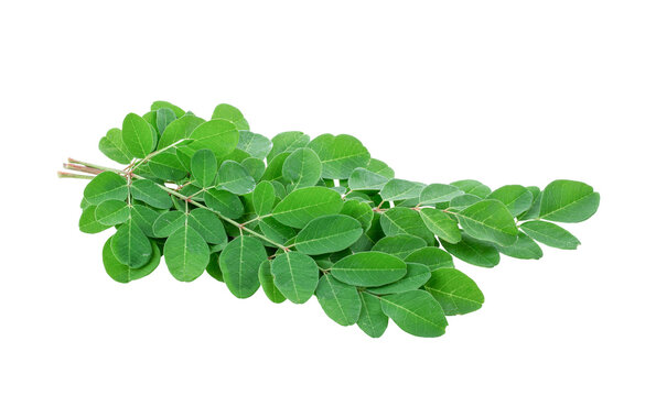 Moringa leaves on transparent png