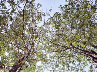 branches against sky