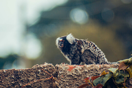 Pequeno sagui sobre um muro