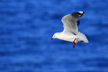 A Silver gull or New Zealand red-billed gull (Chroicocephalus novaehollandiae) is flying over the sea, in Dunedin, New Zealand