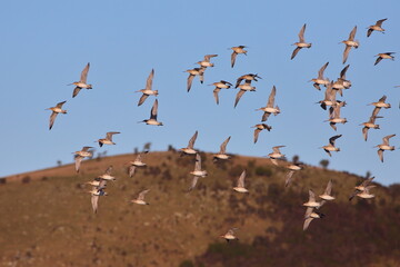 Wintering Bar-tailed godwits (Limosa lapponica) flying over the beach and the hill, with blue sky background, at Warrington beach, Otago, New Zealand