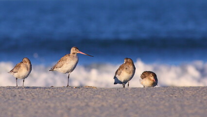 Wintering Bar-tailed godwits (Limosa lapponica) resting on the beach after long migration (blurred...