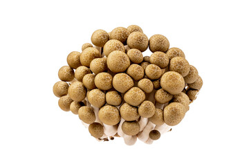 Brown shimeji mushrooms  on transparent background. Japanese food, PNG File