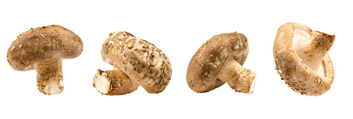 Fresh Shiitake mushroom on transparent background and full depth of field. PNG File