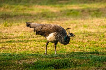 A majestic peafowl walking on a park