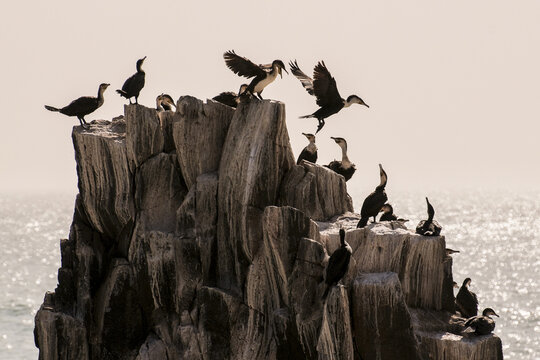 Les cormorans
