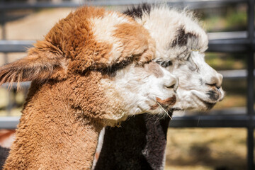 Obraz premium Alpacas near Montrose, Colorado