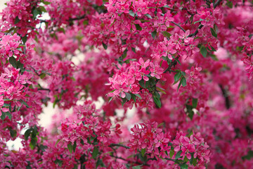 Beautiful spring seasonal background with bright pink flowers of apple or sakura blossom on a branch in park or botanical garden, colorful outdoor natural floral vertical texture in japanese style