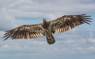 Eagle