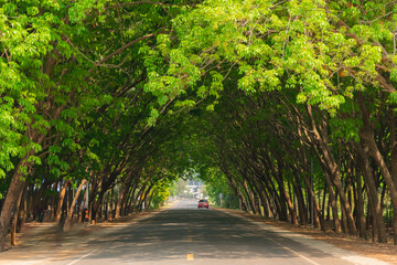 Green Forestry beside road, leaf was made tunnel while drive car