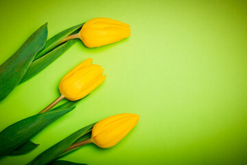 Fresh yellow tulips on a green background. Greeting card for Mother's Day, International Women's Day, Valentine's Day and Easter. Spring holidays.