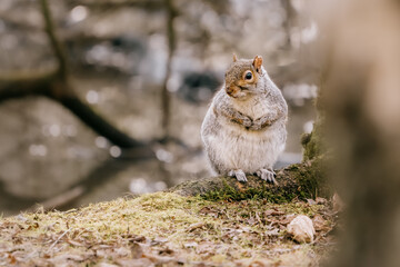 Grey Squirrel (Sciurus carolinensis) fat and chubby in woodland nature setting.