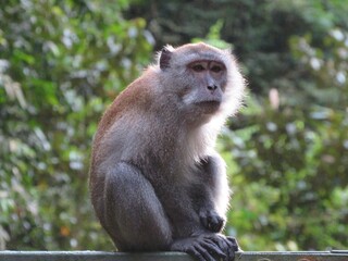 Naklejka na ściany i meble macaque monkey sitting in Penang, malaysia