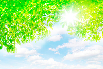 新緑と青空