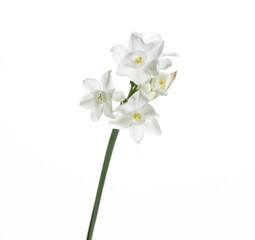 Naklejka na ściany i meble White flower of Narcissus papyraceus plant isolated on white background, common name paperwhite