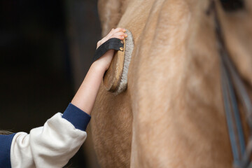Close up of child's hand holding brush and grooming bay horse. Girl cleaning and taking care of...