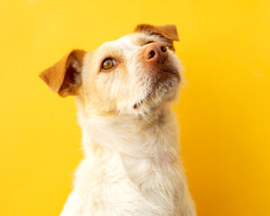 Portrait of a podenco breed dog on a yellow background. Happy dog