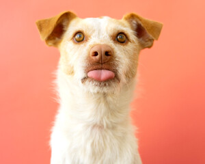 Portrait of a podenco breed dog on a red background. dog sticking out tongue	