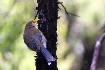 A young New Zealand bellbird or Korimako (Anthornis melanura) is perching on Manuka branches, with yellow Manuka pollen on its head.