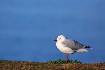 A Silver gull or New Zealand red-billed gull (Chroicocephalus novaehollandiae) is sitting on the grass with sea background, in Dunedin, New Zealand