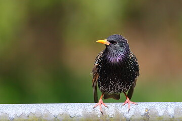 A beautiful Common starling or European starling (Sturnus vulgaris) in breeding plumage, perching on a branch in the park, in Dunedin, New Zealand