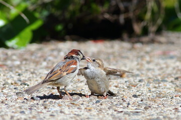 An adult male House sparrow (Passer domesticus) is feeding a young with flapping wings in a garden in Dunedin, New Zealand.