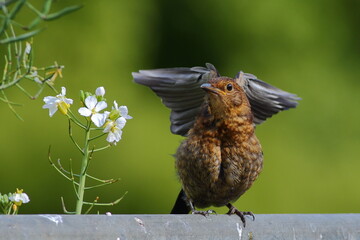 A juvenile Eurasian blackbird (Turdus merula) is flapping wings in the garden with flowers and blurred green background, in New Zealand