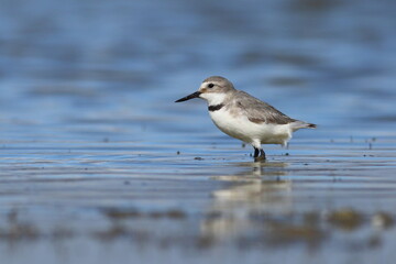 Wrybill or Ngutu pare (Anarhynchus frontalis) is the only bird species in the world that has a laterally curved bill (bend sideways to the right), endemic to New Zealand, at Lake Ellesmere, Canterbury