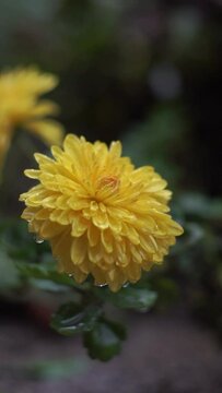 Raindrops are falling on a yellow flower